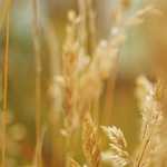 Opera Mini – nejlepší prohlížeč webu ve vašem mobilu