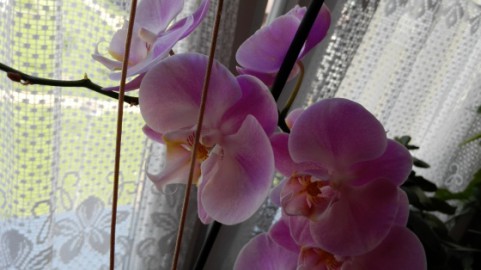 Jak fotí Huawei Ascend P7